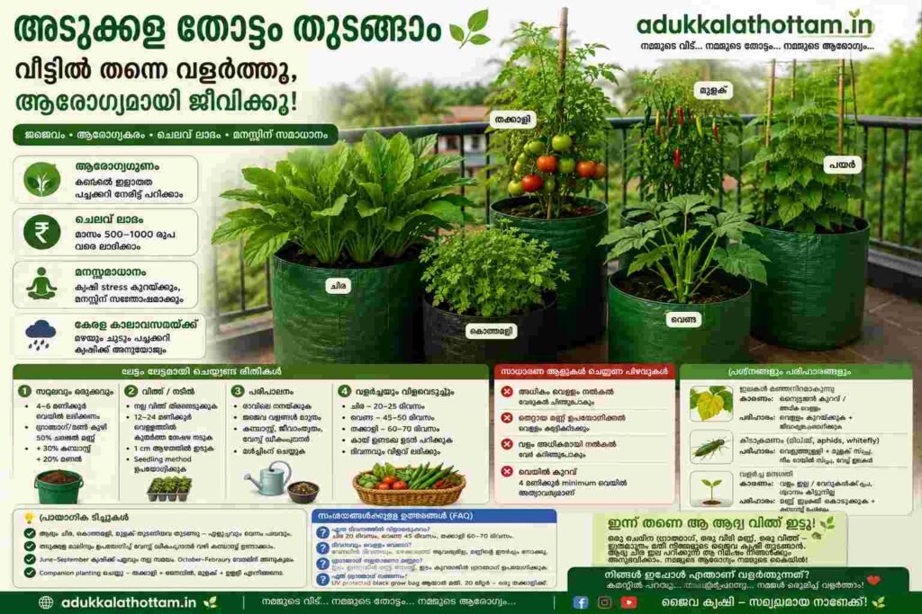 Harvesting fresh organic vegetables amaranth, tomato and okra from home garden