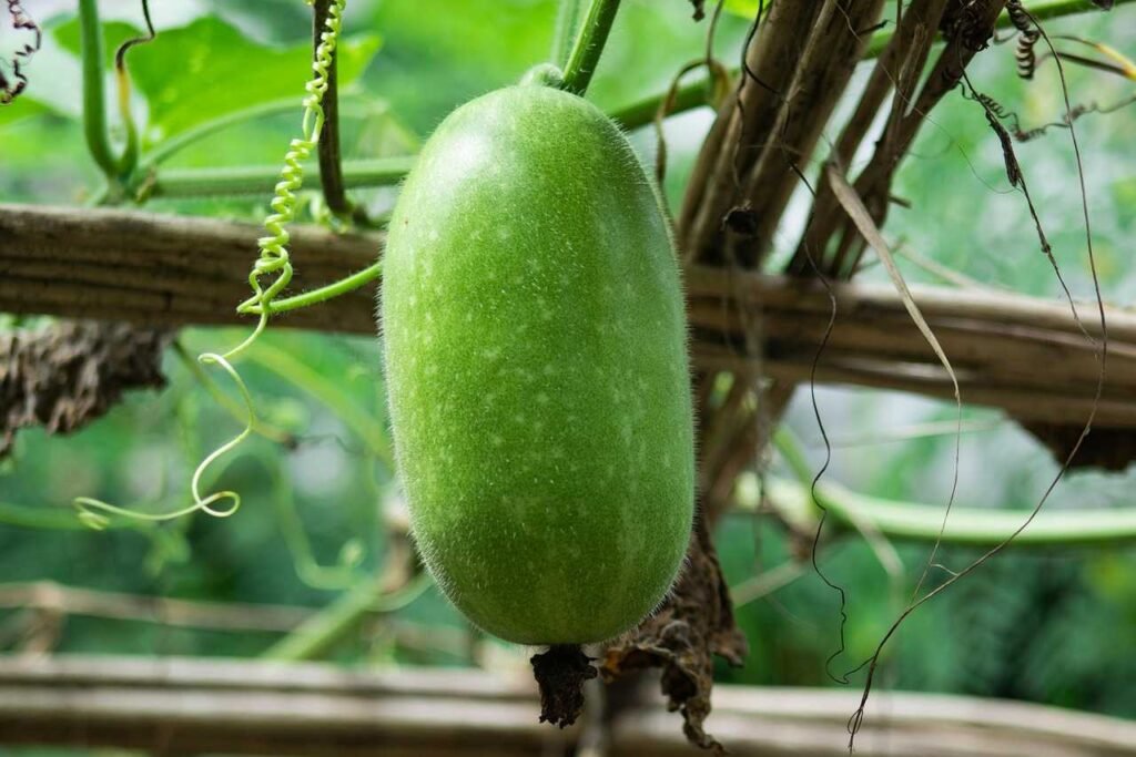 Kumbalam krishi Kerala kitchen garden organic vegetables ash gourd കുമ്പളം കൃഷി 
