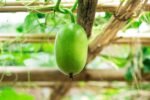 Ash gourd pest control problems organic solutions Kerala agriculture കുമ്പളം കൃഷി