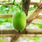 Ash gourd pest control problems organic solutions Kerala agriculture കുമ്പളം കൃഷി