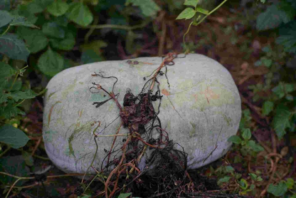 Harvesting fresh ash gourd organic vegetables Kerala kitchen garden കുമ്പളം കൃഷി 