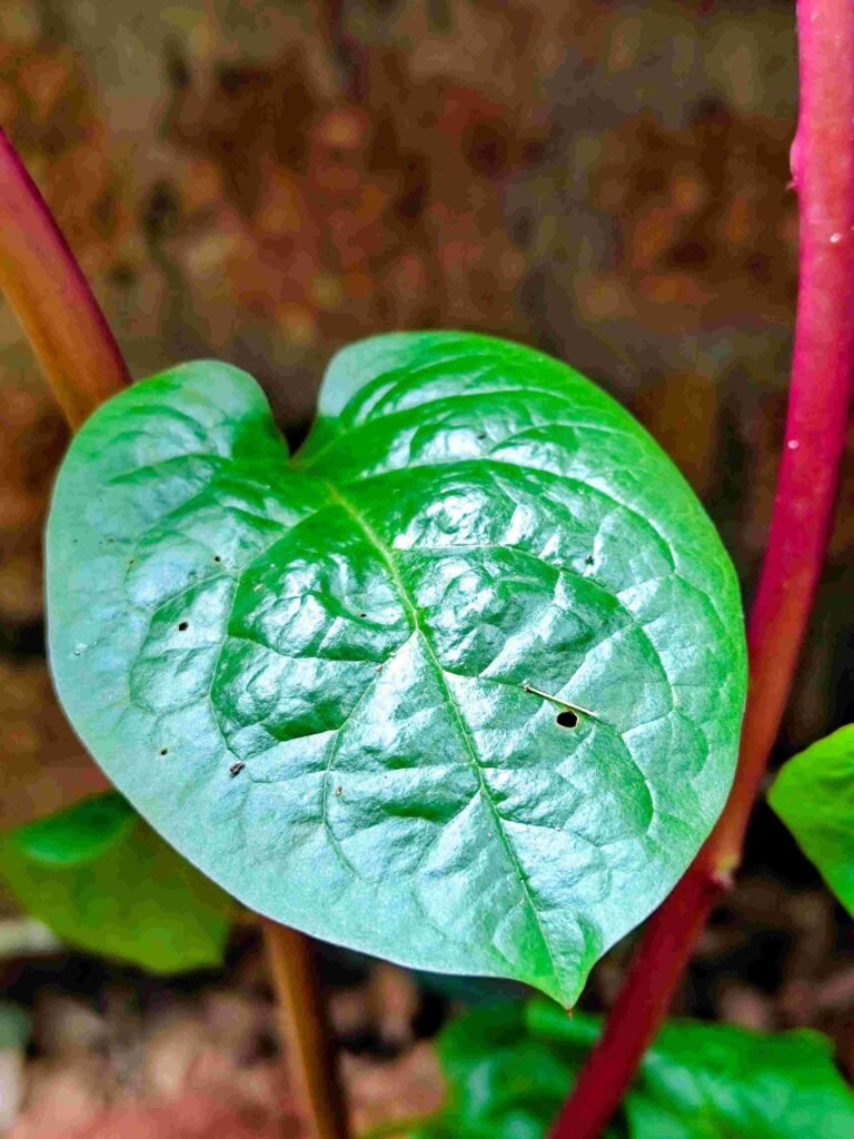 ബസള അഥവാ വള്ളിച്ചീര Planting Malabar spinach stems organic farming Kerala kitchen tips