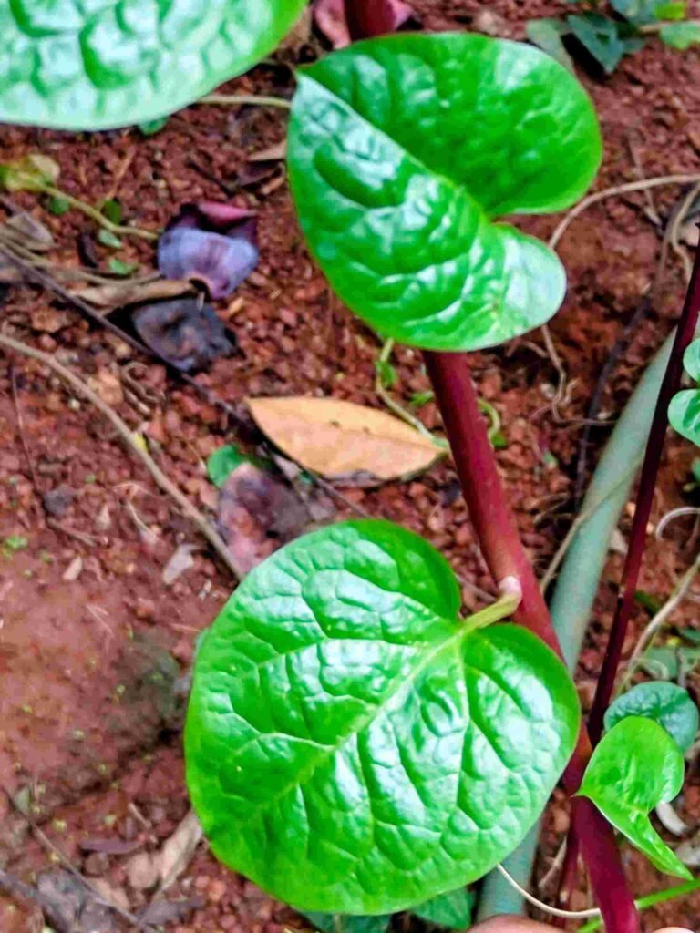 ബസള അഥവാ വള്ളിച്ചീര Harvesting Malabar spinach organic vegetables Kerala garden balcony