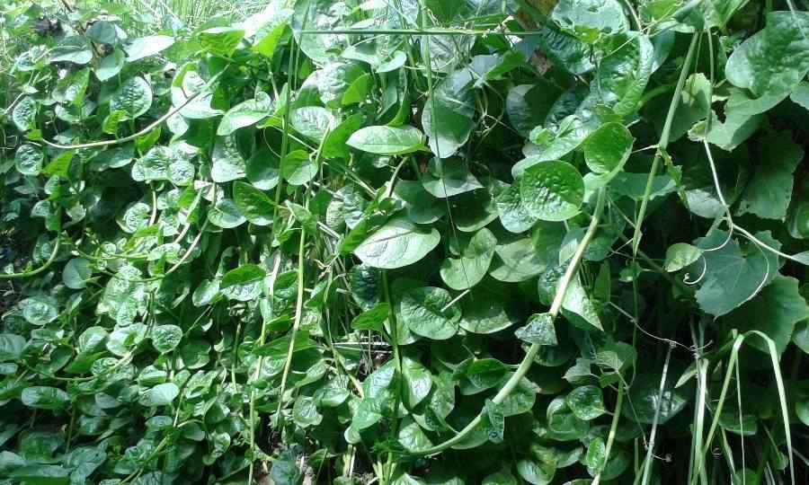 ബസള അഥവാ വള്ളിച്ചീര Basella pest control organic solutions Kerala agriculture balcony