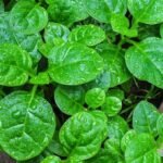 ബസള അഥവാ വള്ളിച്ചീര Basella Malabar spinach Kerala kitchen garden organic vegetables