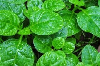 ബസള അഥവാ വള്ളിച്ചീര Basella Malabar spinach Kerala kitchen garden organic vegetables