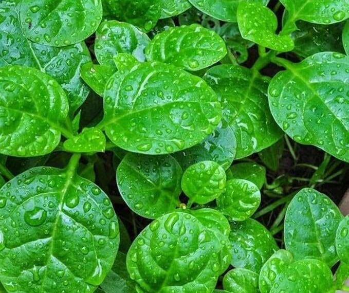 ബസള അഥവാ വള്ളിച്ചീര Basella Malabar spinach Kerala kitchen garden organic vegetables