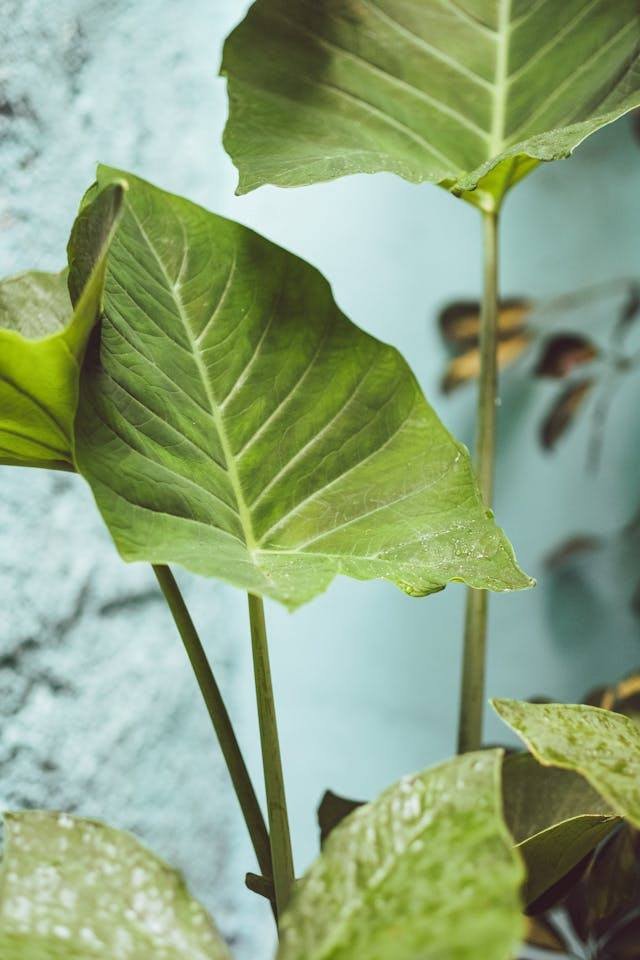 ചേമ്പ് കൃഷി Taro planting steps organic farming Kerala kitchen garden guide