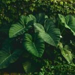 ചേമ്പ് കൃഷി Taro plant diseases organic pest control Kerala agriculture tips