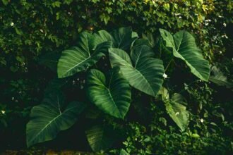ചേമ്പ് കൃഷി Taro plant diseases organic pest control Kerala agriculture tips
