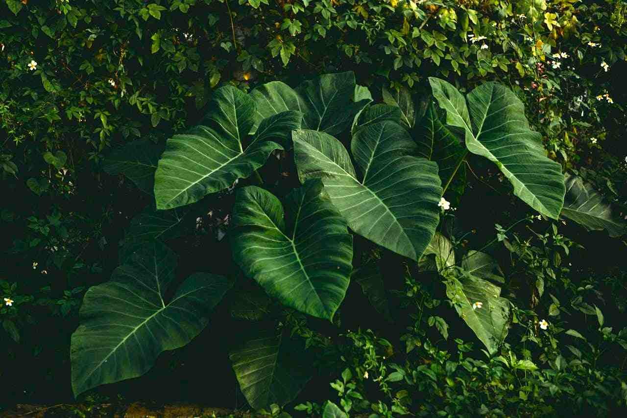 ചേമ്പ് കൃഷി Taro plant diseases organic pest control Kerala agriculture tips