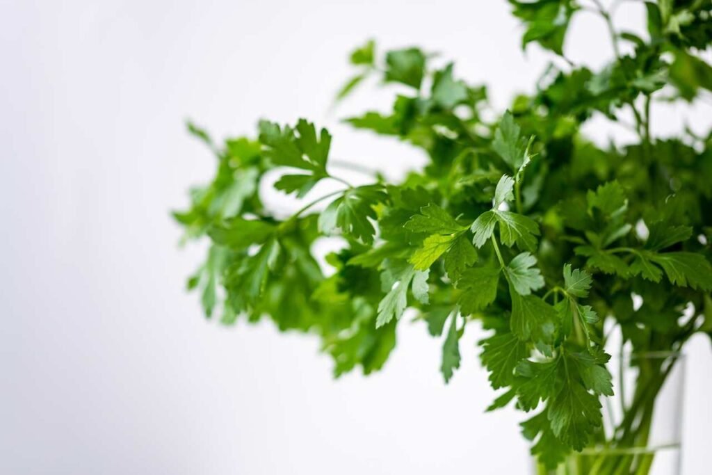ഇലക്കറികൾ Kerala kitchen garden leafy vegetables organic farming health benefits growing tips
