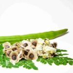 Moringa leaves planting growing steps Kerala organic kitchen garden drumstick tree മുരിങ്ങ ഇല adukkalathottam