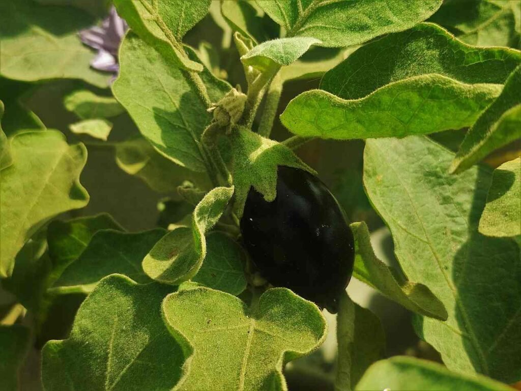 Organic pest control monsoon prep organic vegetables Kerala farming അടുക്കള തോട്ടം മെയ് മാസത്തിലെ കൃഷി പണികൾ