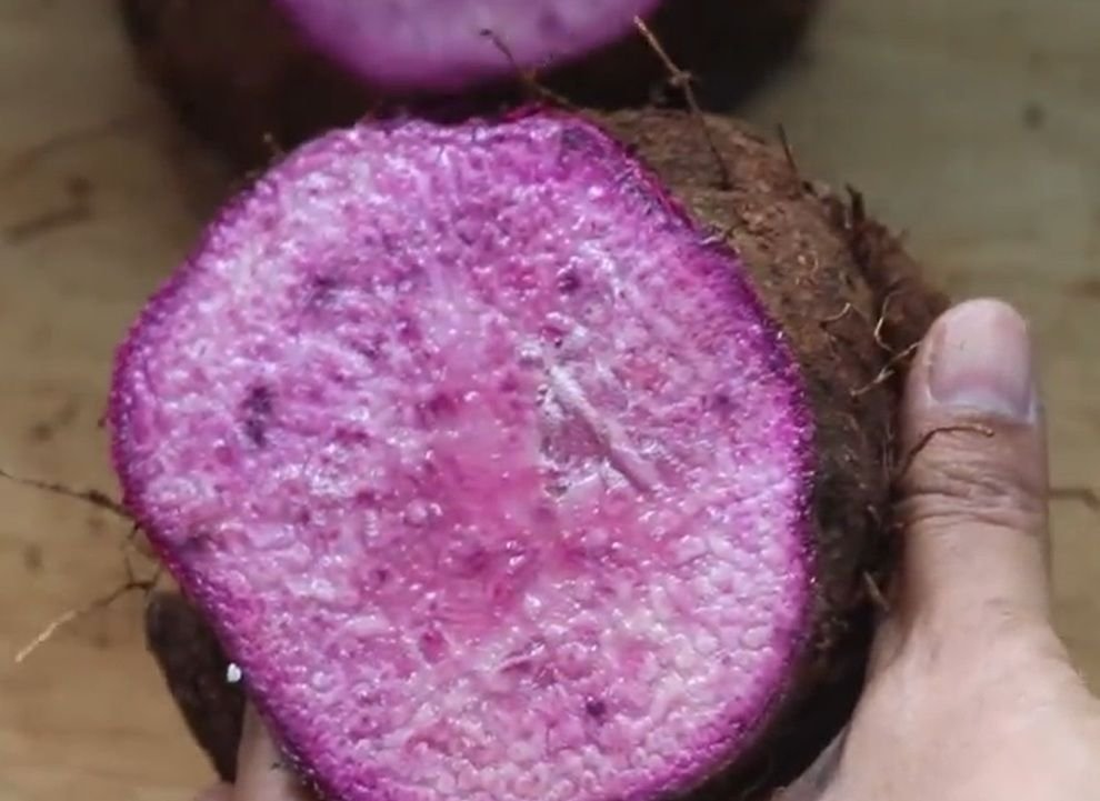 കാച്ചിൽ കൃഷി Yam plant diseases organic pest control Kerala agriculture tips