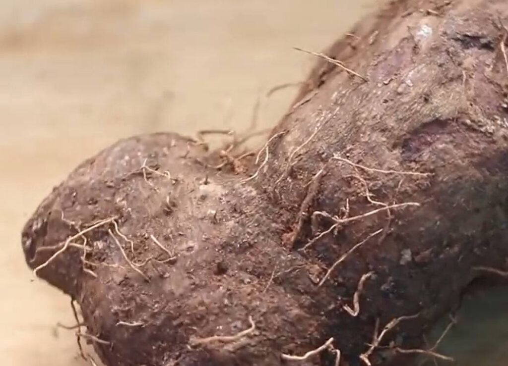 കാച്ചിൽ കൃഷി Planting Kachil yam organic farming Kerala step by step