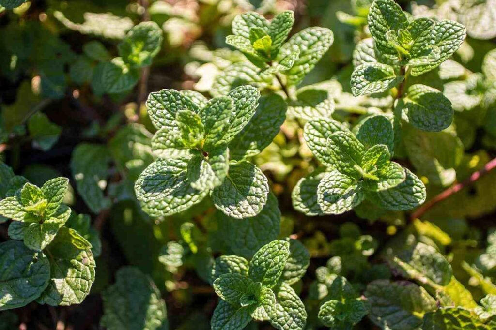 പുതിന കൃഷി അടുക്കളത്തോട്ടം Mint plant problem disease pest control Kerala organic balcony garden natural solution