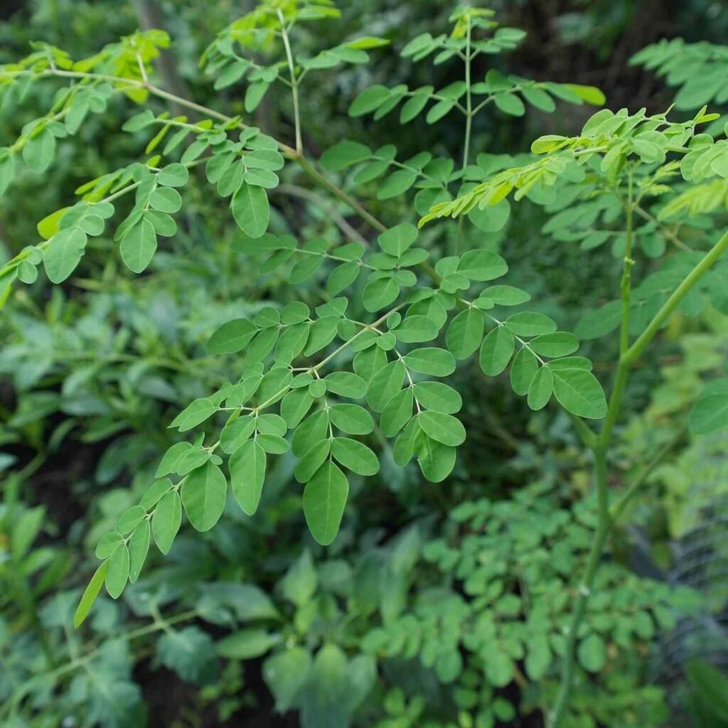 Moringa tree Kerala home garden organic drumstick leaves health benefits kitchen garden
മുരിങ്ങ ഇല adukkalathottam
