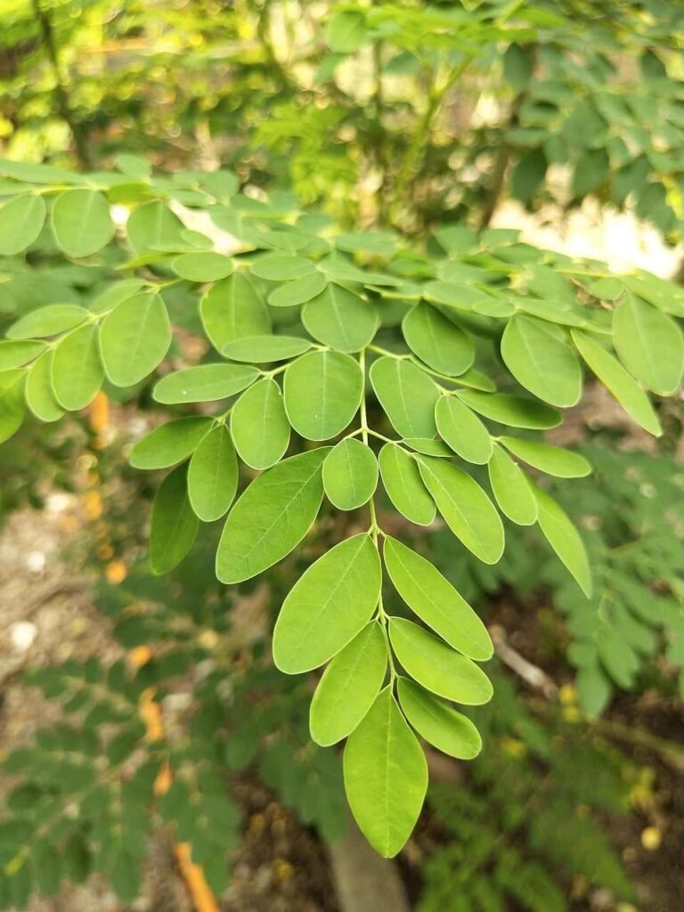 മുരിങ്ങ ഇല adukkalathottam Fresh moringa leaves harvest Kerala kitchen garden health benefit drumstick organic

