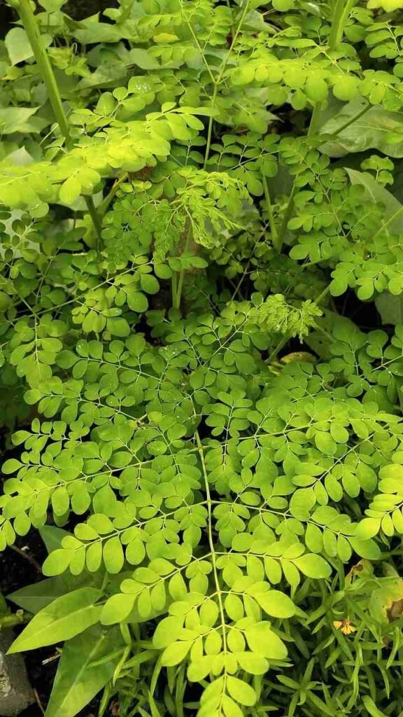 Moringa plant disease pest problem Kerala organic natural solution drumstick tree മുരിങ്ങ ഇല adukkalathottam