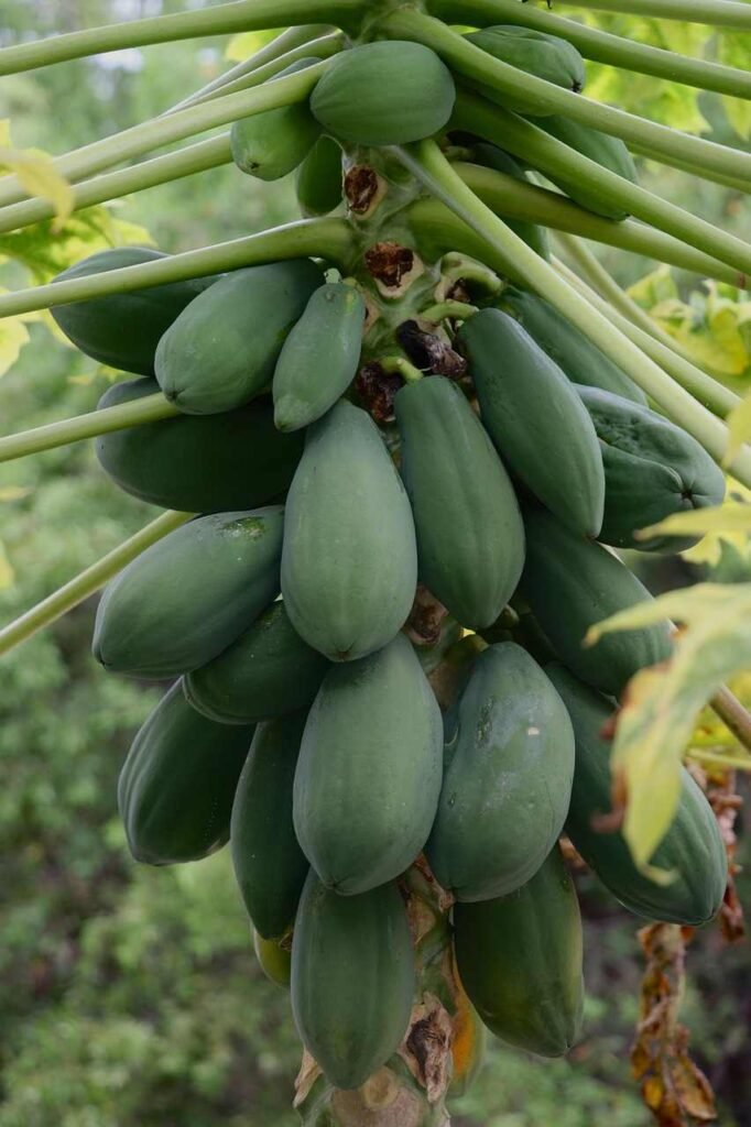 പപ്പായ കൃഷി അടുക്കളത്തോട്ടം Papaya tree Kerala home garden organic kitchen garden health benefits fruit farming
