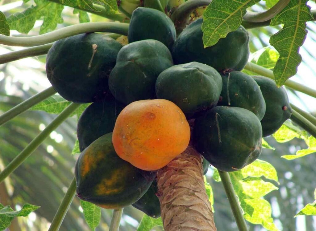 പപ്പായ കൃഷി അടുക്കളത്തോട്ടം Papaya planting steps Kerala organic kitchen garden grow bag seed method guide