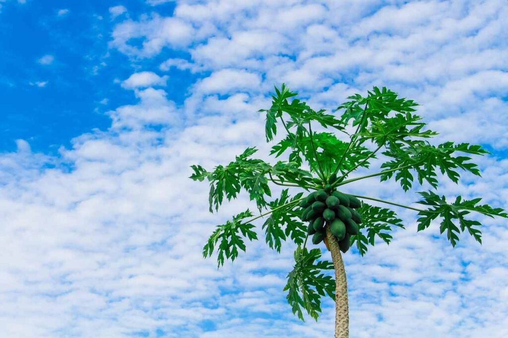 പപ്പായ കൃഷി അടുക്കളത്തോട്ടം Papaya plant disease pest control Kerala organic natural solution kitchen garden

