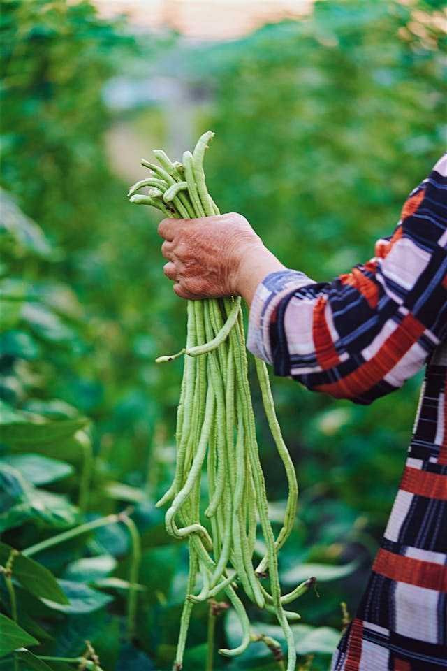 Cowpea planting method terrace gardening organic farming Kerala tips പയർ കൃഷി അടുക്കളത്തോട്ടത്തിൽ