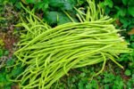 Harvesting fresh organic cowpea long beans Kerala kitchen garden
