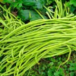 Harvesting fresh organic cowpea long beans Kerala kitchen garden