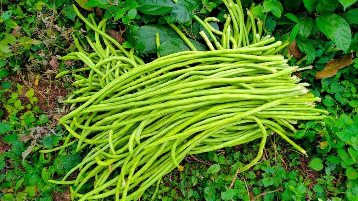 Harvesting fresh organic cowpea long beans Kerala kitchen garden