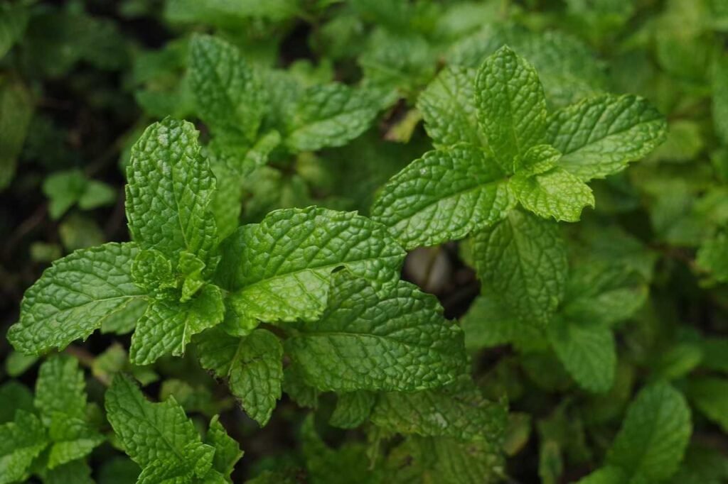 പുതിന കൃഷി അടുക്കളത്തോട്ടം Mint plant Kerala kitchen garden organic balcony terrace grow bag health benefits
