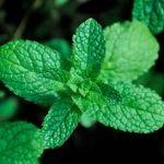 പുതിന കൃഷി അടുക്കളത്തോട്ടം Mint stem cutting water rooting method Kerala balcony grow bag organic planting