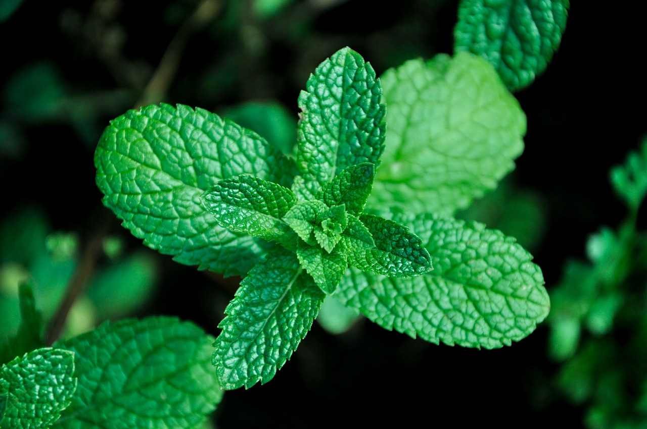 പുതിന കൃഷി അടുക്കളത്തോട്ടം Mint stem cutting water rooting method Kerala balcony grow bag organic planting