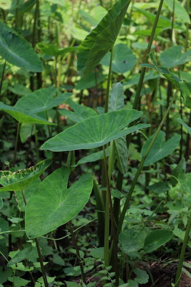 ഇലക്കറികൾ Fresh leafy vegetable harvest Kerala kitchen garden organic home grown greens