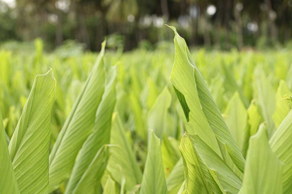 Turmeric plant growing Kerala home garden organic farming fresh rhizome മഞ്ഞൾ കൃഷി