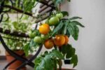 മഴക്കാലത്തെ അടുക്കളത്തോട്ടം Organic pest control for organic vegetables Kerala rainy season