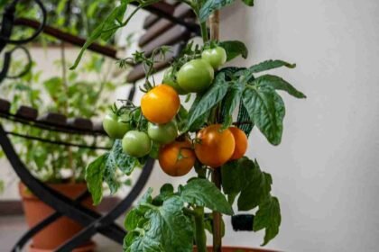 മഴക്കാലത്തെ അടുക്കളത്തോട്ടം Organic pest control for organic vegetables Kerala rainy season
