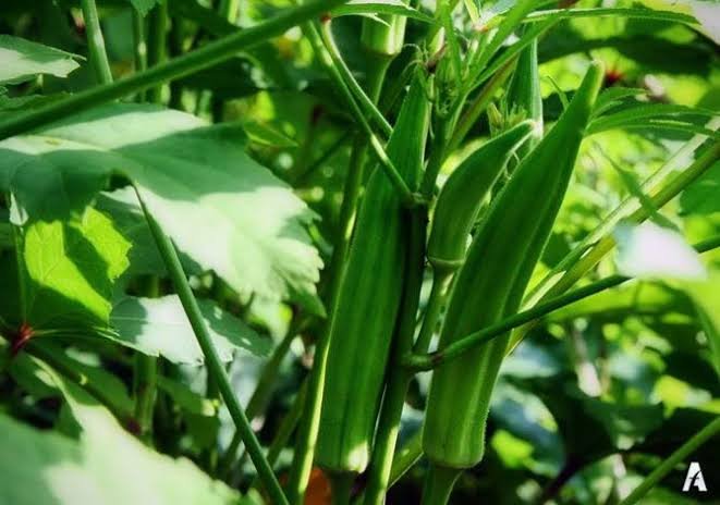 അടുക്കള തോട്ടം കൃഷി മലയാളം — adukkalathottam.in