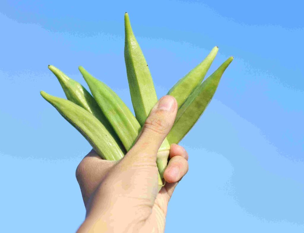 Fresh okra harvest Kerala kitchen garden organic vegetable yield