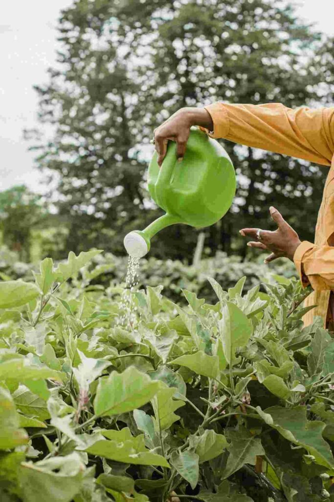 മഴക്കാലത്തെ അടുക്കളത്തോട്ടം Kitchen garden in rainy season Kerala organic farming tips