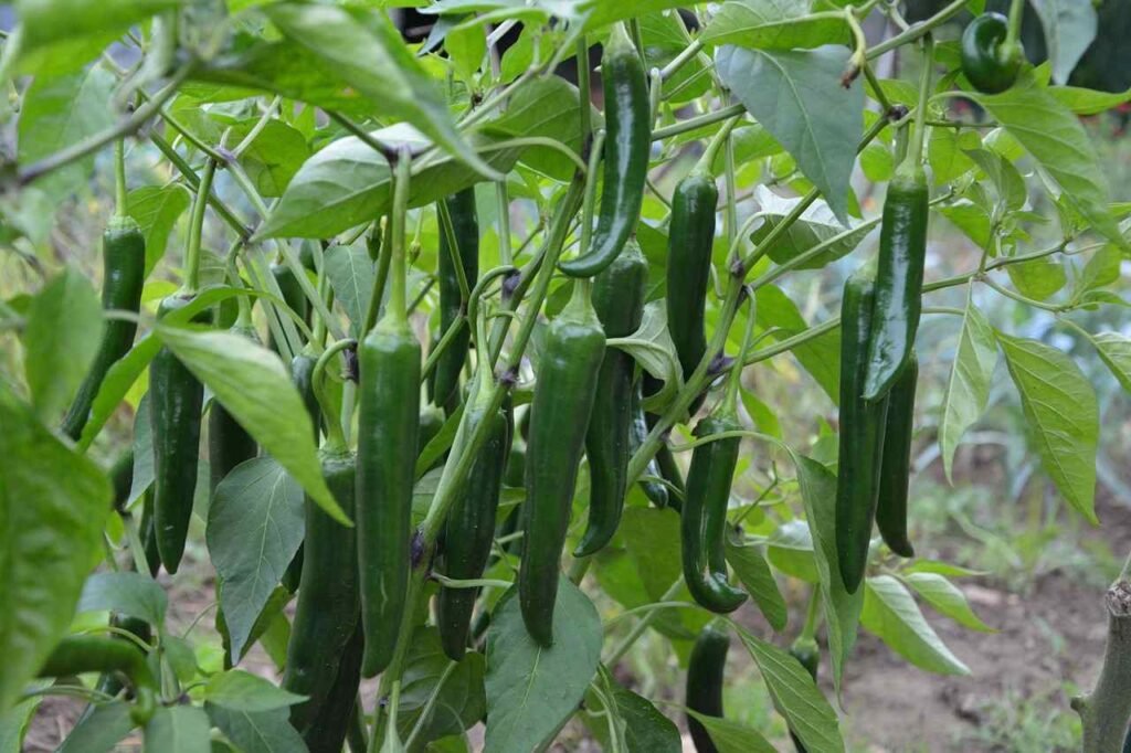 adukkalathottam organic vegetables മുളക് തൈകൾ