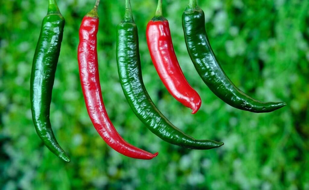 adukkalathottam terrace gardening Kerala പച്ചമുളക് വിളവെടുപ്പ്