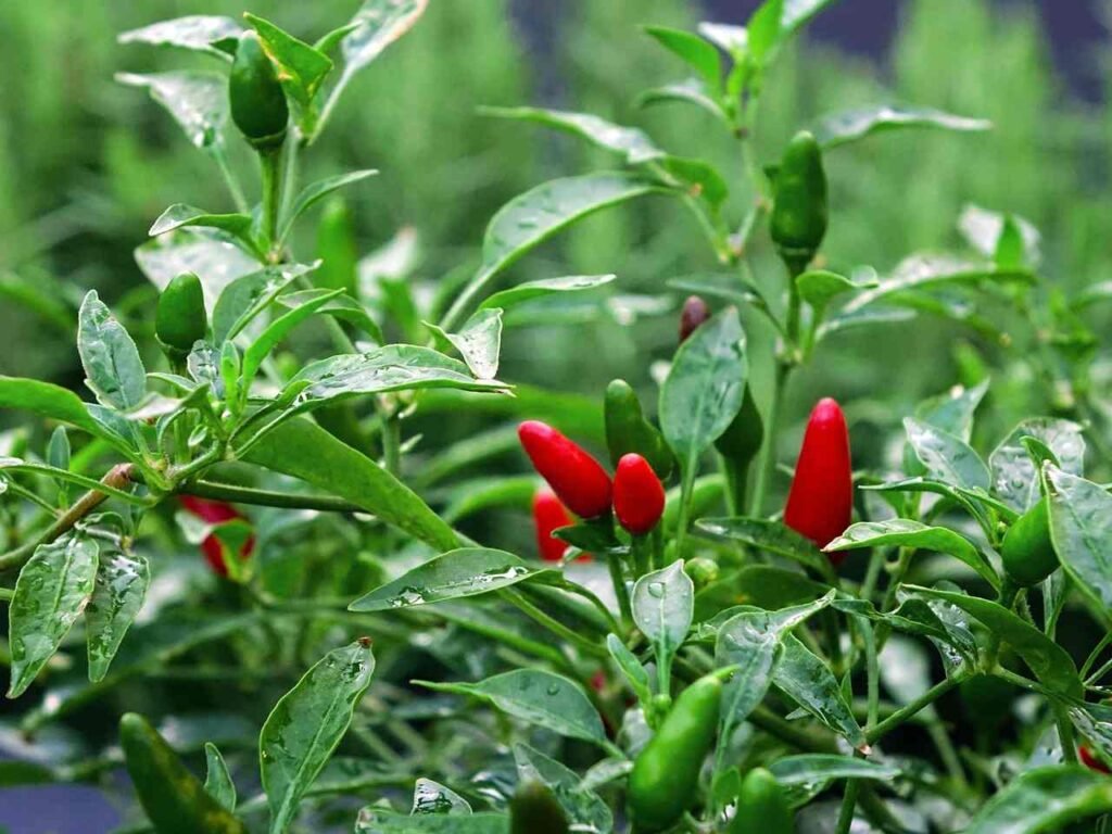 adukkalathottam ജൈവ കൃഷി മുളക് കീടനിയന്ത്രണം